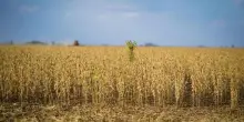 La crisi climatica rende i raccolti imprevedibili