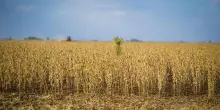 La crisi climatica rende i raccolti imprevedibili