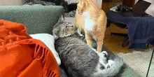 Il lieto fine di Danny e Wolfie: due gatti randagi che non si conoscevano e il destino ha unito