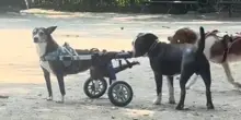 Un cane cerca di giocare con un cucciolo disabile, la scena al parco è una lezione per tutti