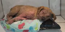 Abbandonato in un secchio, ecco la reazione del cane appena capisce che sono arrivati i soccorsi