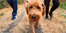 Cane ucciso da altro cane, Tribunale riconosce il danno morale: a ogni familiare 1500 euro