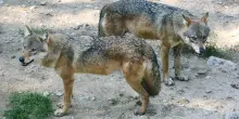 Trentino: Fugatti ordina l’abbattimento di due lupi in Lessinia, insorgono gli animalisti