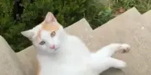 Quando finalmente un gatto ti sceglie, ma un imprevisto rovina tutto