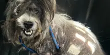 L’incredibile trasformazione del cane Al Pacino, dalla paura paralizzante al primo gesto di fiducia