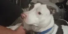 L’incredibile reazione del cane smarrito quando si sente di nuovo chiamare con il suo vero nome
