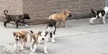Primo giorno di scuola anticipato: in sette si presentano alla porta d’ingresso, ma sono dei cani