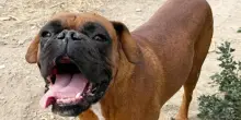 Brown, il dolcissimo cane Boxer abbandonato cerca una famiglia: “È diventato la nostra mascotte”