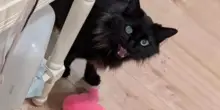 Ogni notte il gatto Mowgli porta peluche alla sua proprietaria per consolarla della fine di un amore