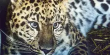 La perdita di piante e animali rallenta: non siamo di fronte ad una nuova estinzione