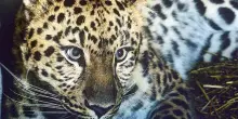 La perdita di piante e animali rallenta: non siamo di fronte ad una nuova estinzione