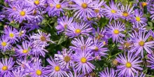 Aster "settembrini": coltivazione, cura e potatura