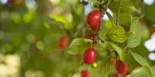 Corniolo: coltivazione, cura e consigli