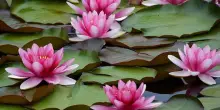 Fiore di loto, come coltivare e curare la pianta acquatica