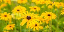 Rudbeckia: coltivazione, esposizione, fioritura e varietà della “margherita gialla”