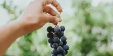 Uva fragola: coltivazione, esposizione, potatura della pianta “americana”
