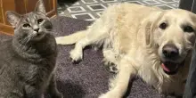 Il cane Bruce soffre di ansia e non vuole rimanere da solo a casa, ma ha trovato un fedele amico