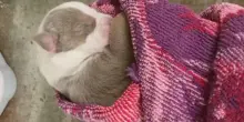 La veterinaria si rifiuta si sopprimere un cane disabile, così inizia la nuova vita di Nebula