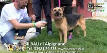 Videoadozioni Canile Bau Alpignano: il cane Orsa sogna una famiglia