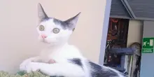 Eros, il gatto “fuseggiatore” sogna una famiglia oltre le sbarre della gabbia in cui vive