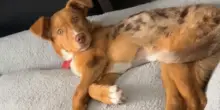 Il cane Bingo scopre che nella nuova casa non sarà da solo. La sua reazione davanti al gatto è unica