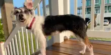 L’incubo del cane Mochi: si era perso ma per tornare a casa la famiglia ha dovuto adottarlo di nuovo
