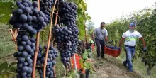 Vino fra crisi e ottima annata. Cotarella: “Assurdo che un’acqua costi 2,40 euro e un Chianti 3,60”