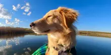 Adotta un cane Golden Retriever, ma il test del Dna rivelerà qualcosa di davvero inaspettato