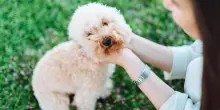 La prima notte nella nuova casa dopo un’intera vita in gabbia, la reazione del cane Shayla emoziona