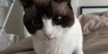 Perché il mio gatto è sempre arrabbiato con il mio fidanzato?