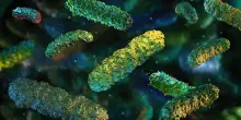 L’invecchiamento? Dipende (anche) dal microbiota