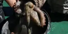 Trappole di plastica per i polpi: così i cacciatori inquinano il mare e minacciano la specie