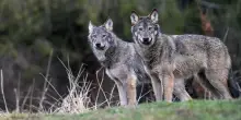 Valsugana, l’Ispra blocca l’abbattimento di due lupi. Animalisti: “Serve prevenzione, non uccisioni”
