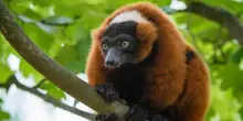 Semi sempre più piccoli a causa dell’impatto umano