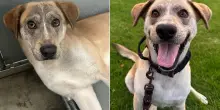 Così cambia l’espressione del cane Bandit: salvato dall’eutanasia e adottato ora sorride sempre