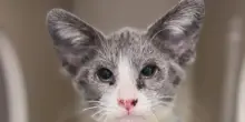 Quattro è un gatto dall’aspetto insolito che nasconde un segreto dietro alle orecchie