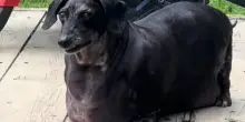 Il percorso di rinascita di Frank, il cane Bassotto arrivato a pesare 17 chili per l’incuria umana
