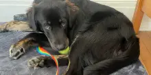 Ha adottato un cane di razza “ovvia”, poi i risultati del test del Dna l’hanno lasciata senza parole