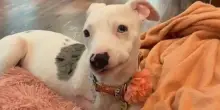 Abbandonato e investito, il cane Dove ha iniziato una nuova meravigliosa vita a tre zampe