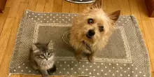 Quanto costa all’anno prendersi cura di un cane o gatto?