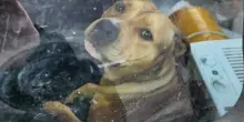 In un furgone abbandonato c’è un cane lasciato al suo destino, ma per Mason arriva il lieto fine