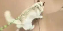 La corsa a perdifiato verso la nuova famiglia del cane Lucky, ma dopo una settimana il sogno finisce
