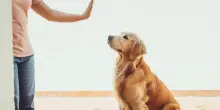 Seduto, terra, resta e richiamo: come insegnare i comandi base al tuo cane