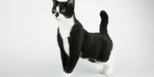 Il linguaggio del corpo del gatto: ecco come decifrare i suoi messaggi silenziosi