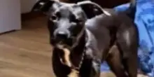 Ancona, poliziotto spara e uccide cane Pit Bull in un controllo antidroga. Rabbia della proprietaria