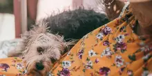 “Non amerò mai più”: la promessa spezzata di Patrizia e il cane Lilly che le ha cambiato la vita