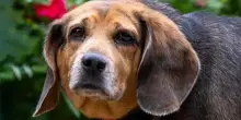 Veniva deriso per il suo peso, ora il cane Sadie ha trovato finalmente amore e riscatto