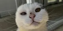 La nuova vita di Mittens, il gatto che ha perso le orecchie a causa di una scottatura solare