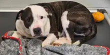Riportato in canile perché “troppo affettuoso”, il cane Roxxie trova il suo meritato lieto fine