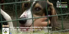 Videoadozioni Impronta Creativa: il cane Ettore cerca famiglia